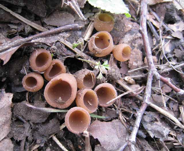 Tra vecchi Aphyllophorales e primordi primaverili